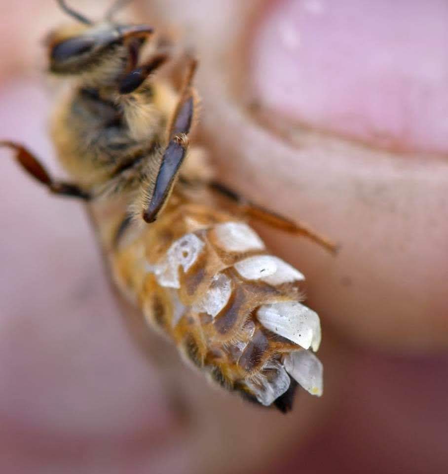 Honeybee shedding was platelets