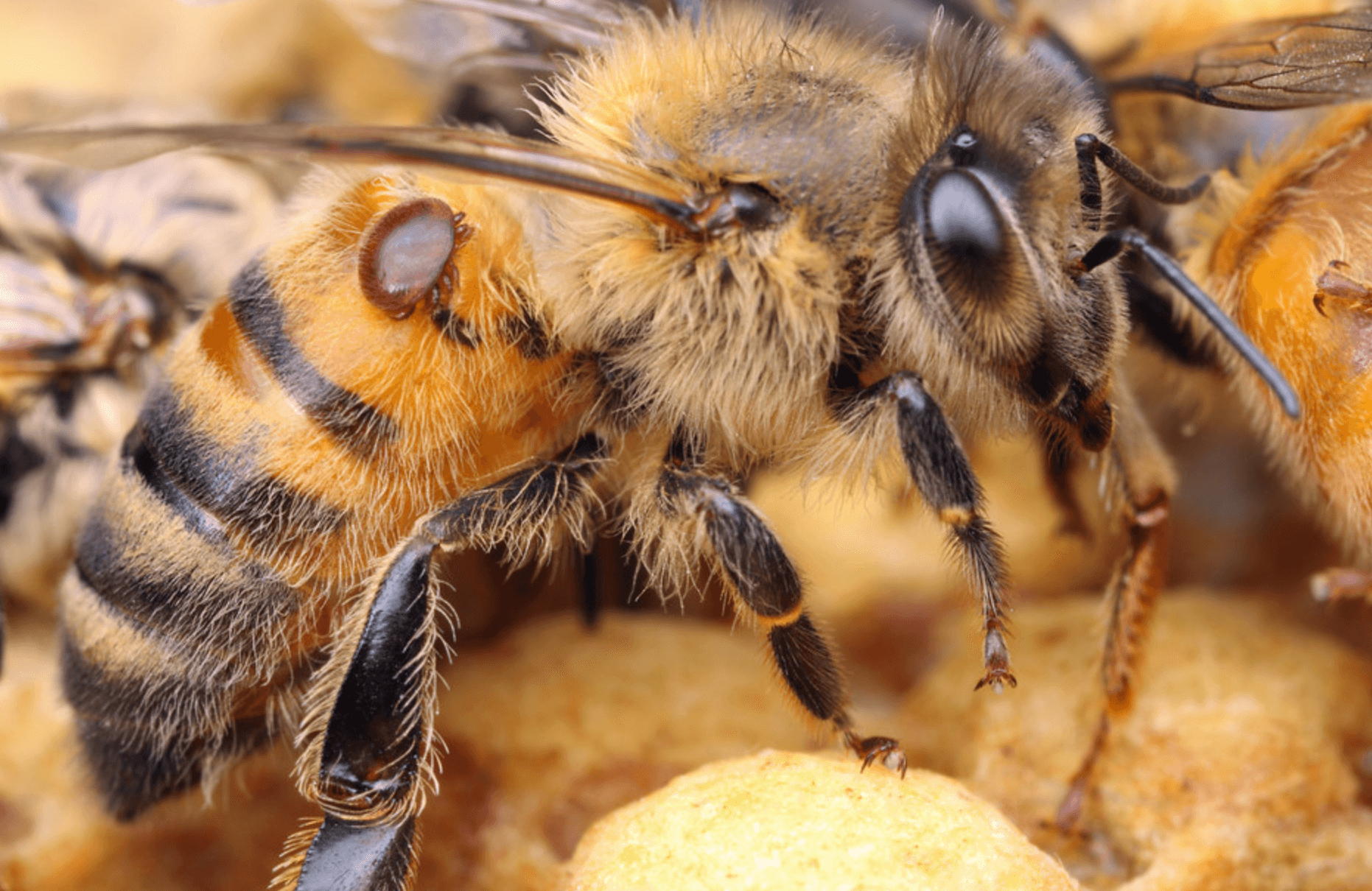 Honeybee with varroa on abdomen